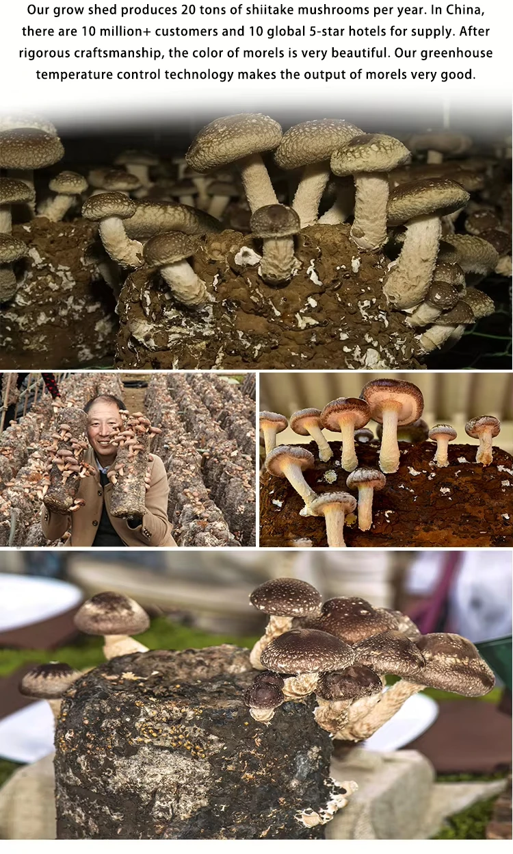 Vacuum Fried Shiitake Mushroom Chips for Wholesale | Bulk B2B Supply H0aa5d9c5e77d417dbaf2fd9a640d6752M