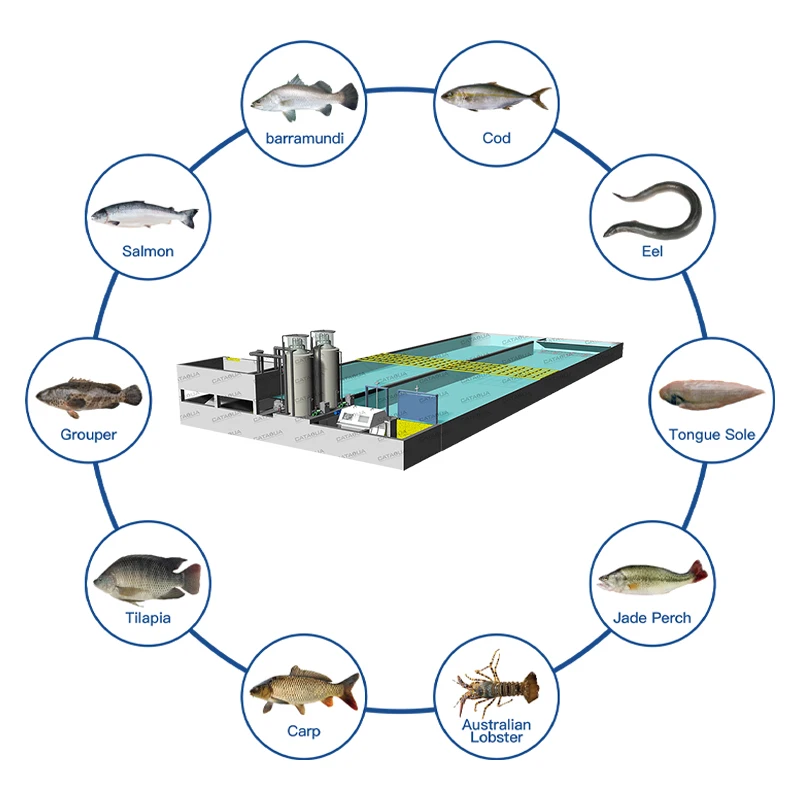 Raceway Tank RAS Recirculating Aquaculture Equipment Arowana Fish Farm Aquarium Systems