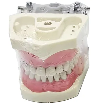 Dental Teaching Training Tooth Model Compatible with Columbia Tooth Model with 32pcs of Removable Teeth