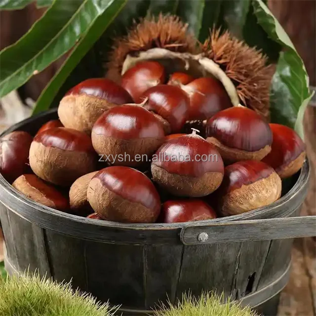Delicious Chestnuts Fresh Chestnuts Bulk Chestnuts For Sale Buy