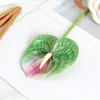 Single film anthurium green 1