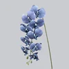 2/PU Nueve Phalaenopsis/azul neblina