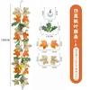 One meter maple vine A