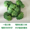 30 sheets of colored printed green maple leaf 12Pcs
