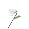 January white magnolia