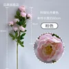Peonía exquisita de 7 cabezas en primavera, rosa