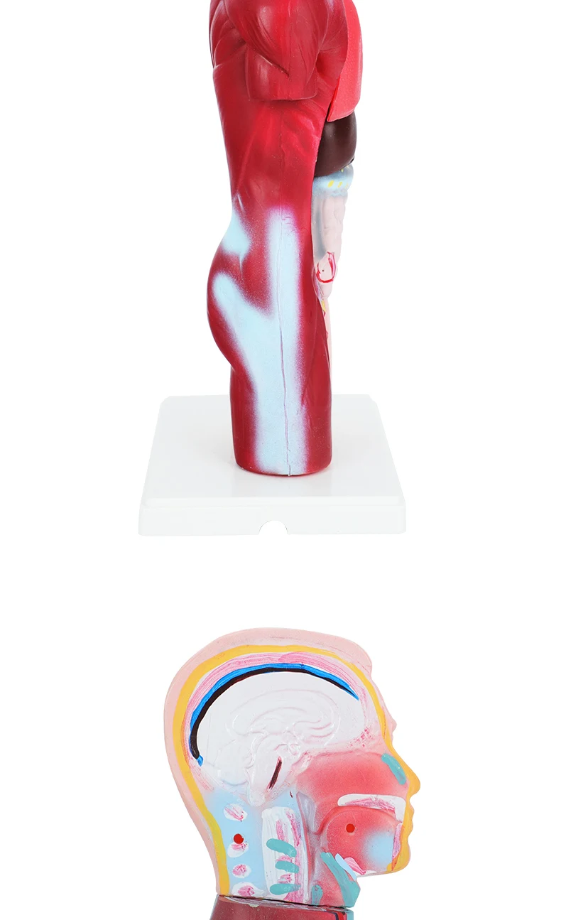 product human intract model human body anatomy 3d puzzle 4 for medical education research-6