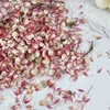 7 g/sacchetto Amaranthus Globe Rosso