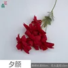 Evening Glory MQN Red