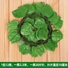 20 foglie grandi di pothos, 12