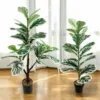 White-leaved fig (23 phyllum) approximately 80cm tall