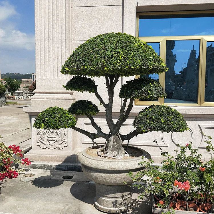 Vasi Per Bonsai Ciotola Per Bonsai Blu Navy Rotonda - In Ceramica, Marca  HappySeed, Perfetta Per Esposizione Ciotola Bonsai Blu Navy