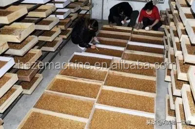 Mealworm Beetle Sorting Machine Flour Weevil Sorting Machine Tenebrio Molitor Selecting Machine