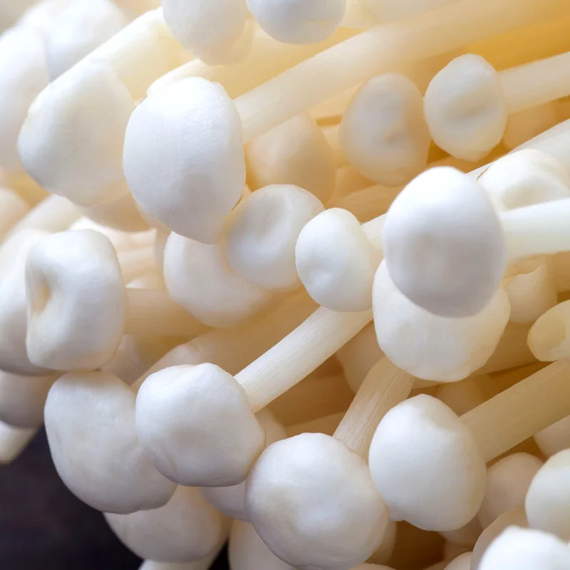 Экспорт высококачественных шиньонов Flammulina velutipes