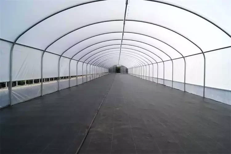 Single Span Tunnel Greenhouse for Tomato and Vegetable