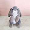 gray rabbit