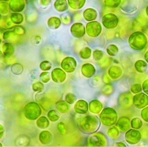 Shop Protein-rich Chlorella Powder Chlorella Extract Powder-Detailed Image 3