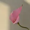 Rose - 50CM