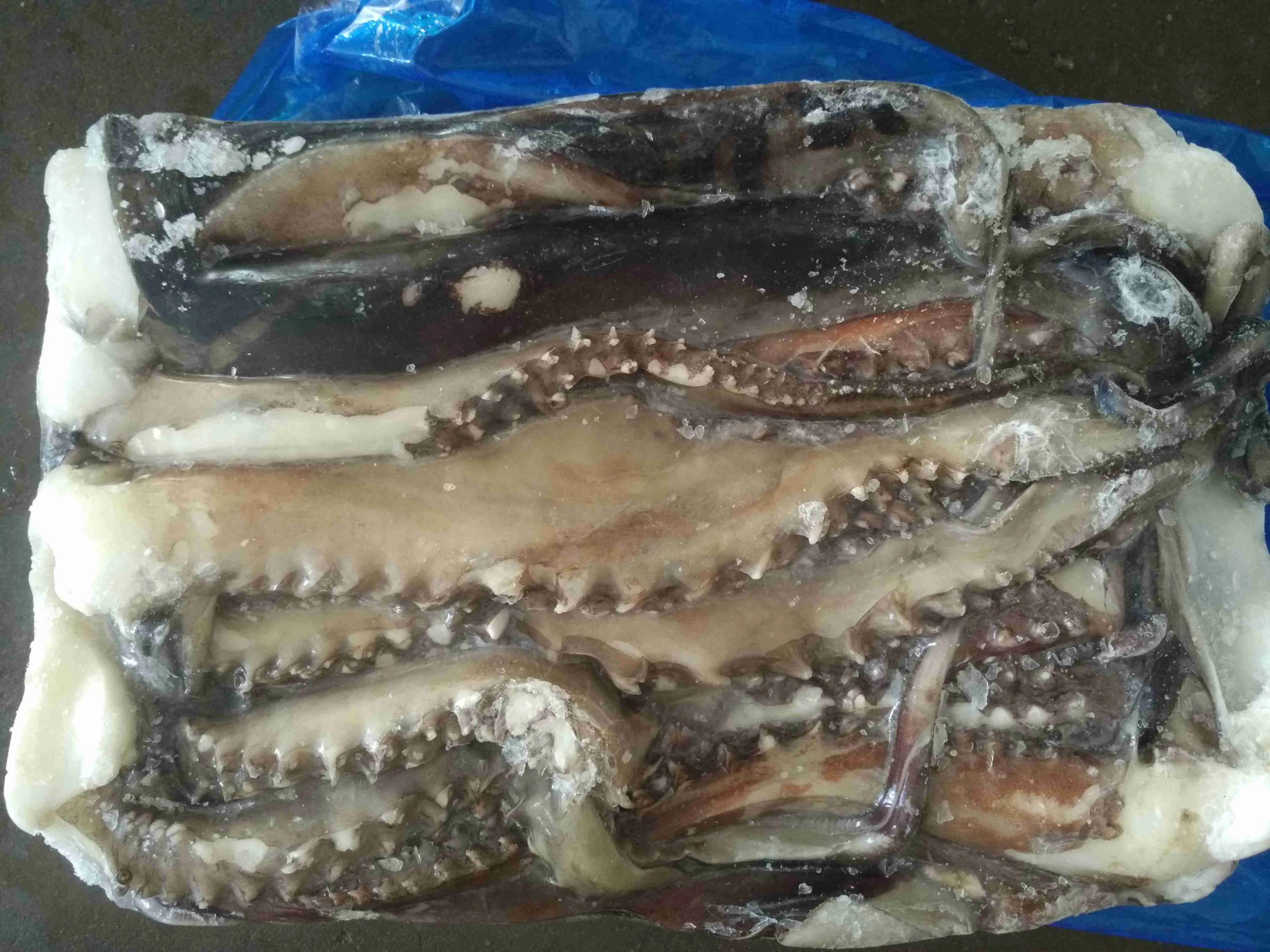 X6625 Frozen Giant Squid Head Manufacturer High Quality Wholesale Tentacles 1kg+