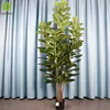 Ficus lyrata de 1,95 metros y 5 tallos