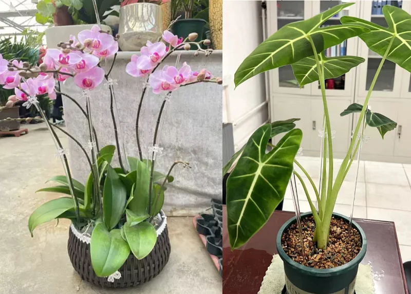 Tutori Per Piante In Acrilico Trasparente, 16 O 30 Pezzi Da 39,9 Cm. Bastoncini Di Supporto Per Orchidee E Piante In Vaso, Interni Ed Esterni. Robusti, Riutilizzabili E Discreti.