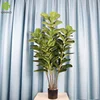 Ficus lyrata de 1,5 metros y 5 tallos