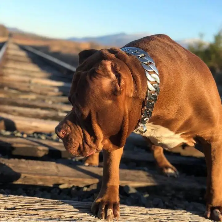 hulk pitbull chain