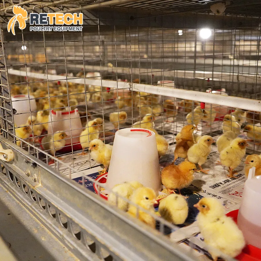 Fully Automatic H Type 1 Day Old Baby Layer Chicks Chicken Cage for Laying Hens
