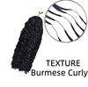 burmese curly