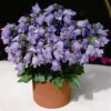 Violet à un seul pétale