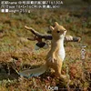Medium-sized exploring squirrel