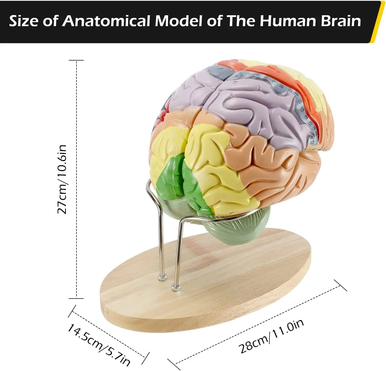 Human Brain Model Anatomy 2x Life Size Human Brain Anatomical Model For