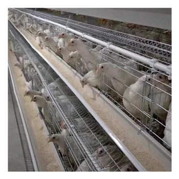 Automatic Poultry Farm Laying Hens Used Layer Battery Chicken Cage Farm Multifunctional Provided Chicken House Chicken Equipment