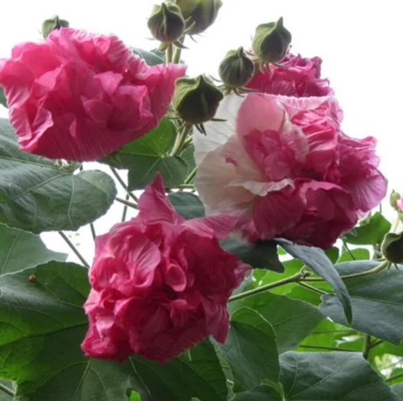 New Collected Confederate Rose Seed Cotton Rose Seeds For Sowing Buy Confederate Rose Seeds Cotton Rose Seeds Confederate Rose Seed Product On Alibaba Com