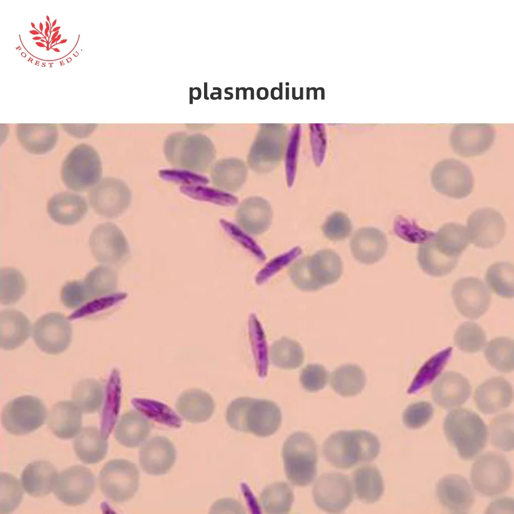 Биологический эксперимент использование микроскопов лабораторий профессиональный Медицинский микроскоп слайды