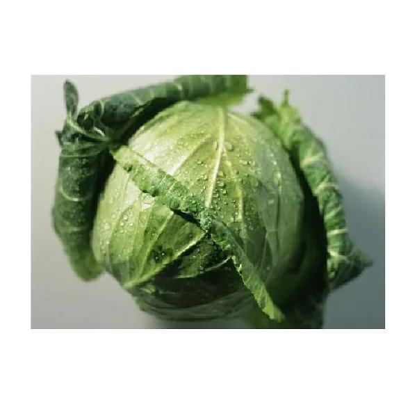 top quality south africa fresh green iceberg lettuce for sale
