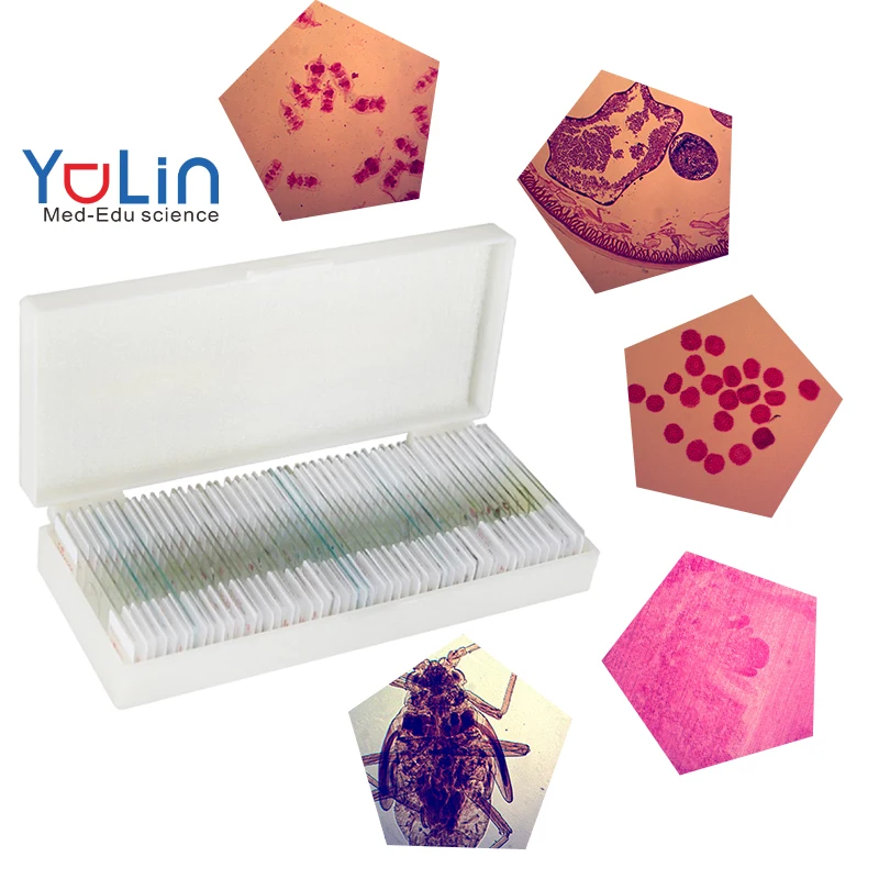 Microscope Slides For Teaching Microscope Slides With Specimen Students