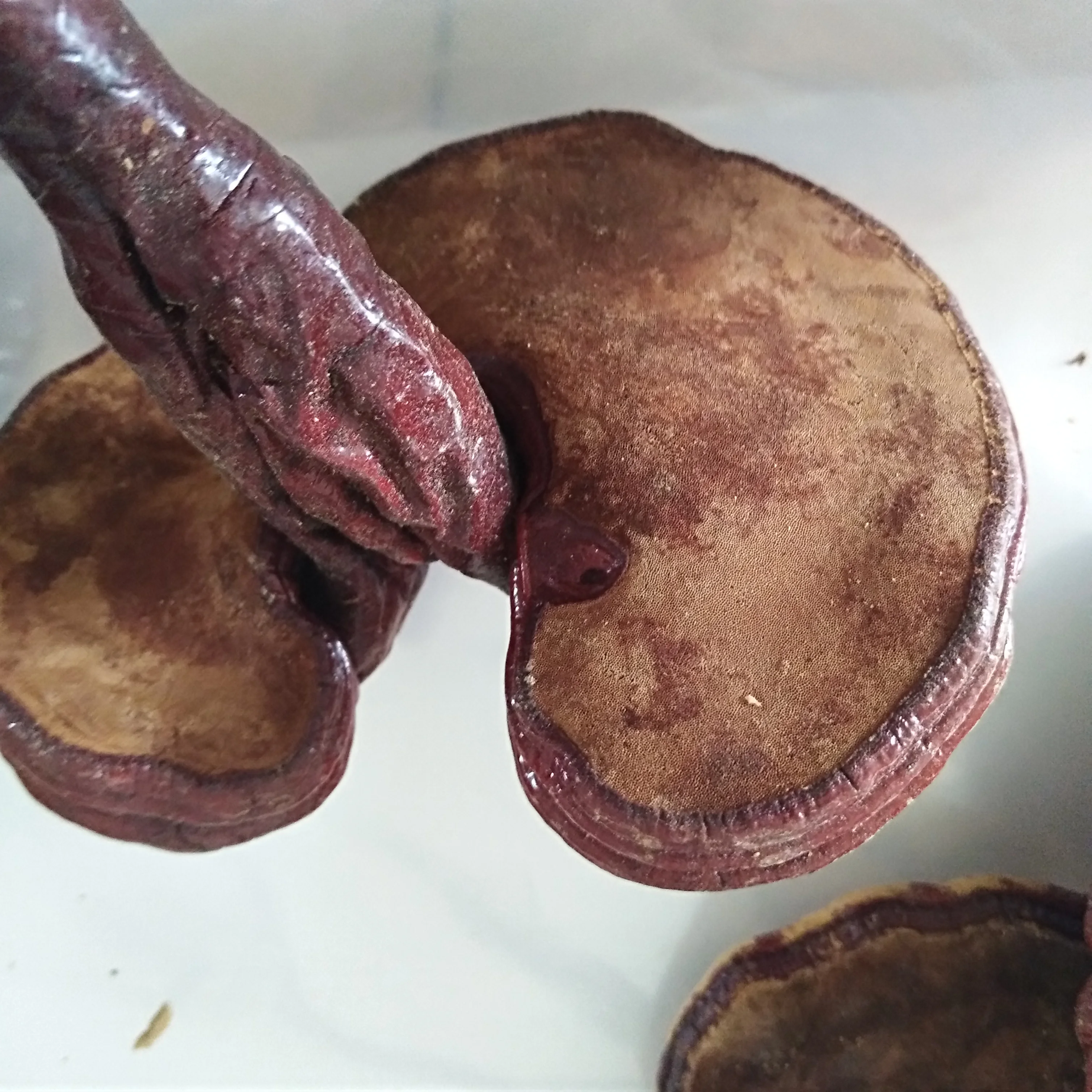 Натуральный Сушеный Сырой Гриб Рейши Ganoderma Lucidum - Buy Reishi  Mushroom Whole Dried,Ganoderma Mushrooms,Ganoderma Lucidum Product on  Alibaba.com