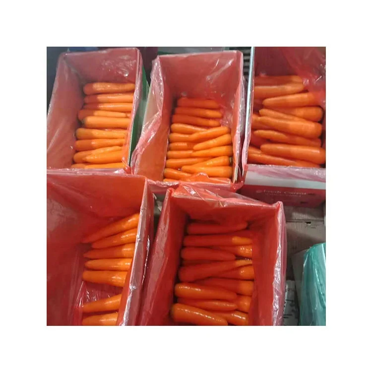
Свежая китайская морковка оптом 