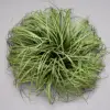 Gros bouquet d'herbe de 30 cm de haut à 55 cm.