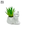 Gatto orgoglioso (Miscela succulenta)