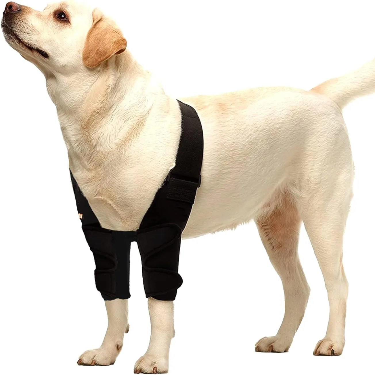 Dog Protector For Front Leg Injury Assistance Dog Leg Rehabilitation With Leg Joint Protection