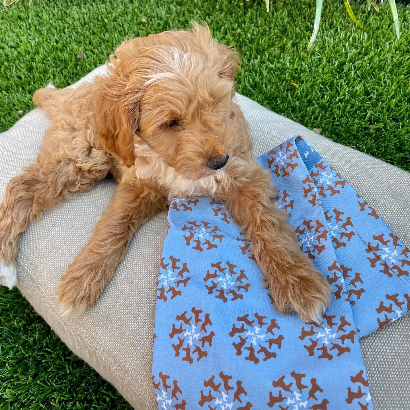 dog tea towels