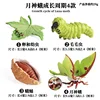 Luna Moth Life Cycle (4-Piece Set)