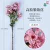 High-branched crape myrtle flowers JC light pink