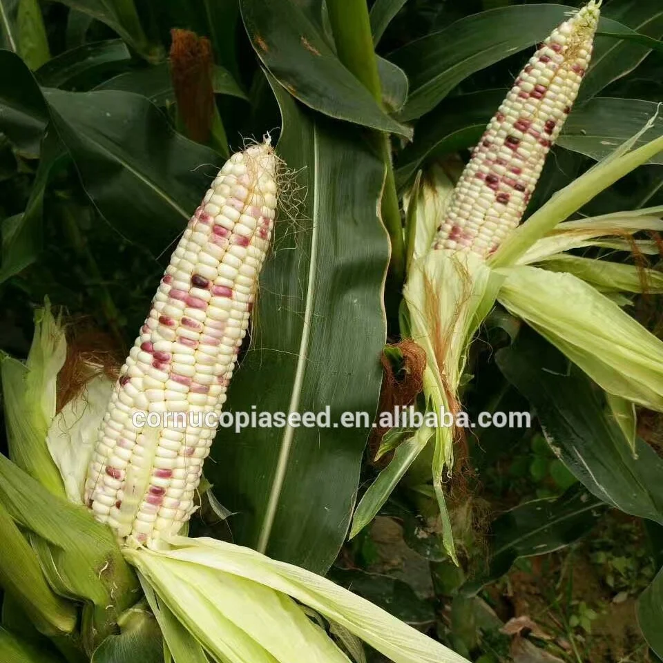 Hybrid F1 Heat Resistant Sweet Colorful Purple Red And White Corn Seed Buy Chinese F1 Sweet Corn Seed Purple Corn Seed Organic Sweet Purple Corn Seed Vegetable Seed Product On Alibaba Com