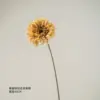 Yellow-brown autumn gerbera