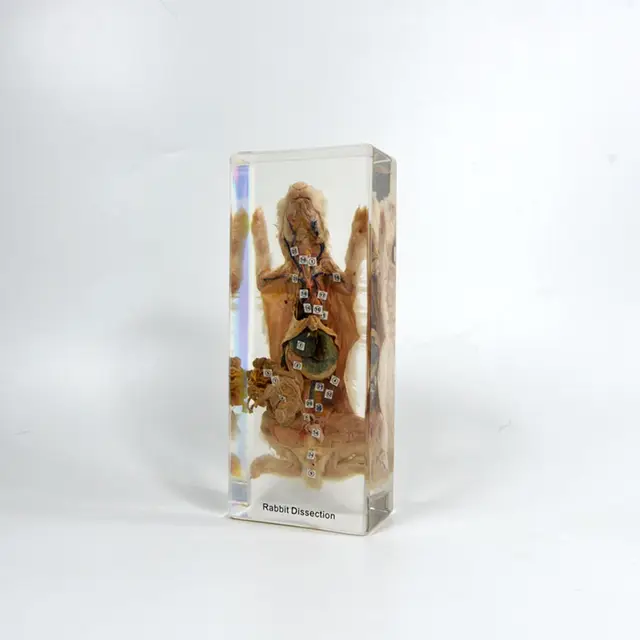 Clear Resin Biological Equipment Rabbit Dissection Animal Taxidermy Specimen for Teaching