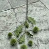 7 heads green onion balls