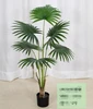 green California palm 120-200cm